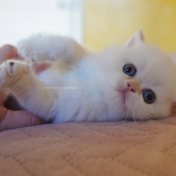 chaton British Shorthair seal golden shell point Sasuke Chatterie Nekobaa