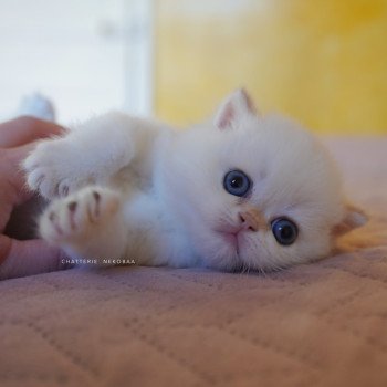 chaton British Shorthair seal golden shell point Sasuke Chatterie Nekobaa