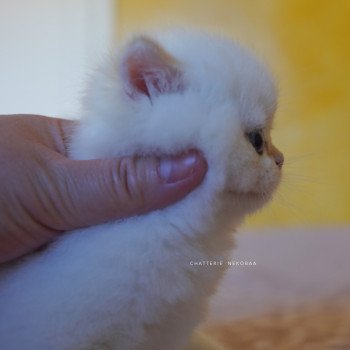 chaton British Shorthair seal golden shell point Sasuke Chatterie Nekobaa