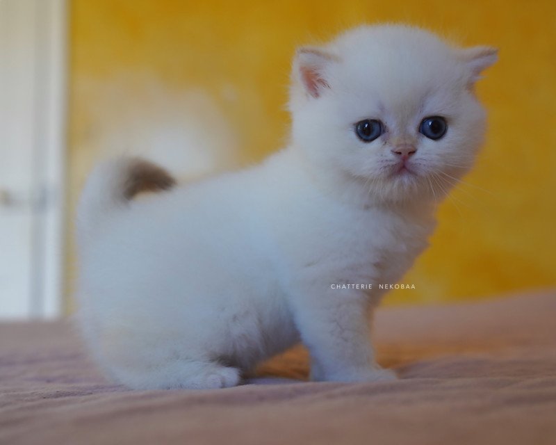 Sasuke Mâle British Shorthair
