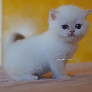 chaton British Shorthair seal golden shell point Sasuke Chatterie Nekobaa
