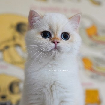 Sasuke Mâle British Shorthair