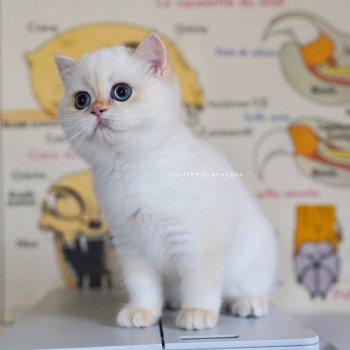 chaton British Shorthair seal golden shell point Sasuke Chatterie Nekobaa