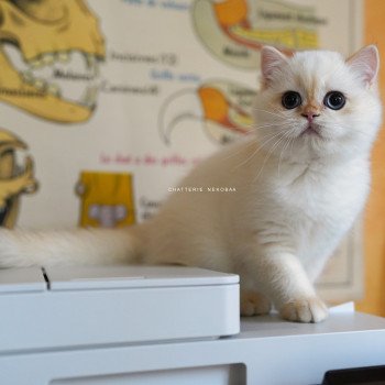 chaton British Shorthair seal golden shell point Sasuke Chatterie Nekobaa