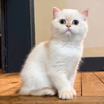 chaton British Shorthair seal golden shell point Sasuke Chatterie Nekobaa