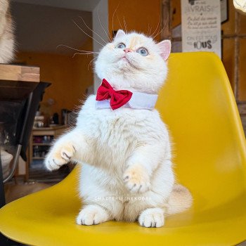 chaton British Shorthair seal golden shell point Sasuke Chatterie Nekobaa