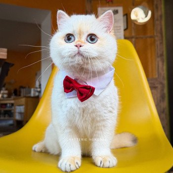 chaton British Shorthair seal golden shell point Sasuke Chatterie Nekobaa