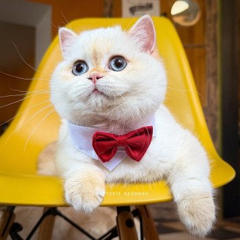 chaton British Shorthair seal golden shell point Sasuke Chatterie Nekobaa