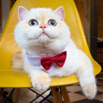 chaton British Shorthair seal golden shell point Sasuke Chatterie Nekobaa