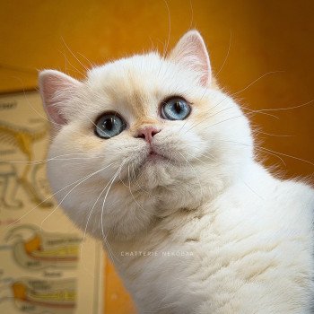Sasuke Mâle British Shorthair