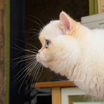chaton British Shorthair seal golden shell point Sasuke Chatterie Nekobaa