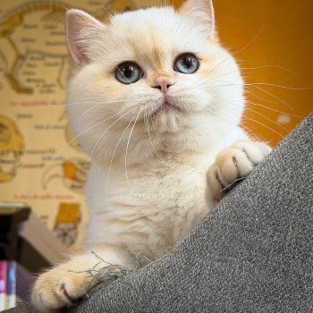 chaton British Shorthair seal golden shell point Sasuke Chatterie Nekobaa