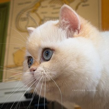 chaton British Shorthair seal golden shell point Sasuke Chatterie Nekobaa