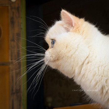 chaton British Shorthair seal golden shell point Sasuke Chatterie Nekobaa