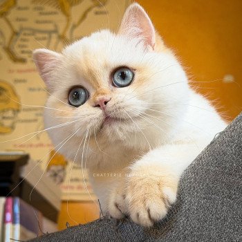 chaton British Shorthair seal golden shell point Sasuke Chatterie Nekobaa