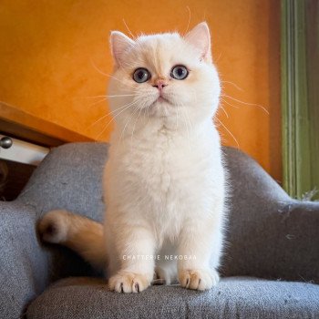 chat British Shorthair seal golden shell point Sasuke Chatterie Nekobaa