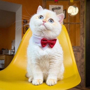 chat British Shorthair seal golden shell point Sasuke Chatterie Nekobaa