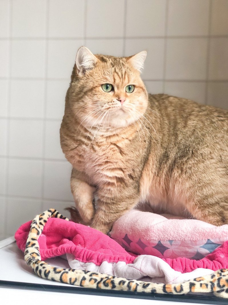 Shukaku Mâle British Shorthair