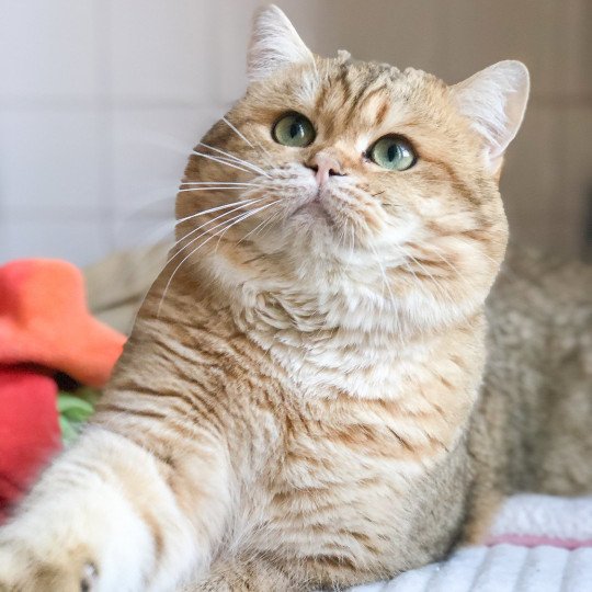 shukaku british shorthair black golden shaded shukaku british shorthair black golden shaded
