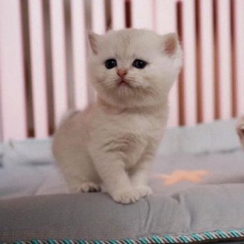 chat British Shorthair black golden shell Snow Hoko Chatterie Nekobaa