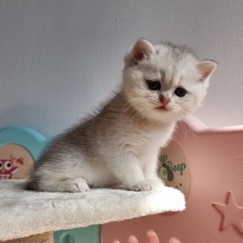 chat British Shorthair black golden shell Snow Hoko Chatterie Nekobaa chat British Shorthair black golden shell Snow Hoko Chatterie Nekobaa