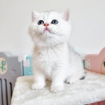 chat British Shorthair black golden shell Snow Hoko Chatterie Nekobaa