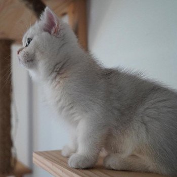 chat British Shorthair black golden shell Snow Hoko Chatterie Nekobaa chat British Shorthair black golden shell Snow Hoko Chatterie Nekobaa