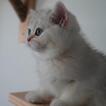 chat British Shorthair black golden shell Snow Hoko Chatterie Nekobaa chat British Shorthair black golden shell Snow Hoko Chatterie Nekobaa