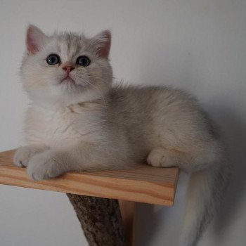 chat British Shorthair black golden shell Snow Hoko Chatterie Nekobaa chat British Shorthair black golden shell Snow Hoko Chatterie Nekobaa
