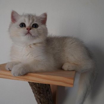 chat British Shorthair black golden shell Snow Hoko Chatterie Nekobaa