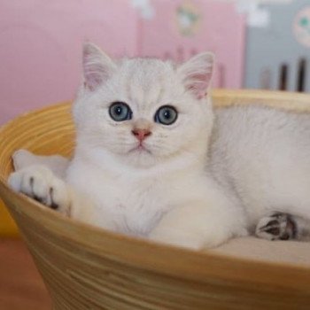 chat British Shorthair black golden shell Snow Hoko Chatterie Nekobaa