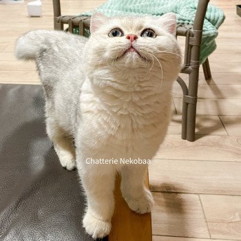 chat British Shorthair black golden shell Snow Hoko Chatterie Nekobaa