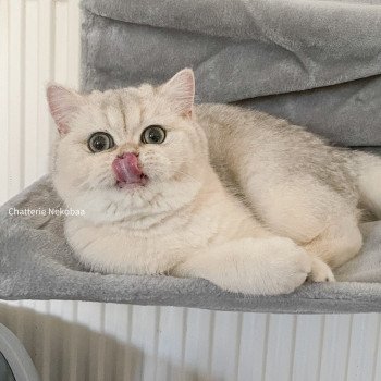 chat British Shorthair sunshine Snow Hoko Chatterie Nekobaa chat British Shorthair sunshine Snow Hoko Chatterie Nekobaa