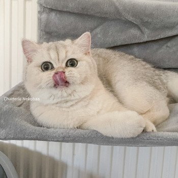 chat British Shorthair sunshine Snow Hoko Chatterie Nekobaa