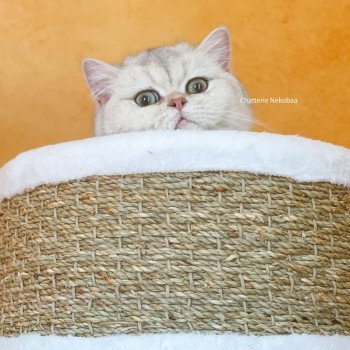 chat British Shorthair sunshine Snow Hoko Chatterie Nekobaa chat British Shorthair sunshine Snow Hoko Chatterie Nekobaa