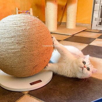 chat British Shorthair sunshine Snow Hoko Chatterie Nekobaa chat British Shorthair sunshine Snow Hoko Chatterie Nekobaa