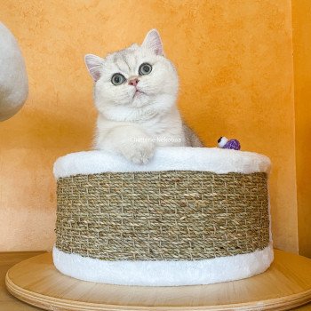 chat British Shorthair sunshine Snow Hoko Chatterie Nekobaa chat British Shorthair sunshine Snow Hoko Chatterie Nekobaa