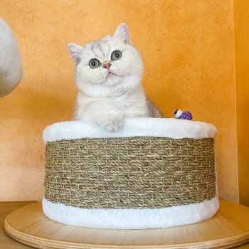 chat British Shorthair sunshine Snow Hoko Chatterie Nekobaa