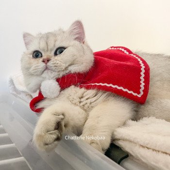 chat British Shorthair sunshine Snow Hoko Chatterie Nekobaa