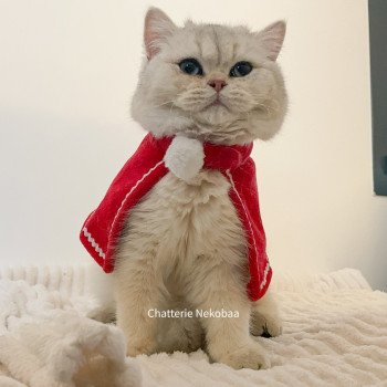 chat British Shorthair sunshine Snow Hoko Chatterie Nekobaa chat British Shorthair sunshine Snow Hoko Chatterie Nekobaa