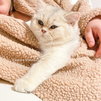 chat British Shorthair sunshine Snow Hoko Chatterie Nekobaa chat British Shorthair sunshine Snow Hoko Chatterie Nekobaa
