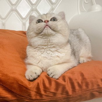 chat British Shorthair sunshine Snow Hoko Chatterie Nekobaa chat British Shorthair sunshine Snow Hoko Chatterie Nekobaa