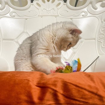 chat British Shorthair sunshine Snow Hoko Chatterie Nekobaa