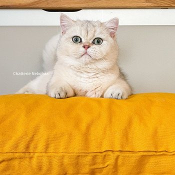 chat British Shorthair blue sunshine shaded Snow Hoko Chatterie Nekobaa