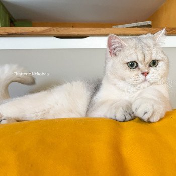 chat British Shorthair blue sunshine shaded Snow Hoko Chatterie Nekobaa