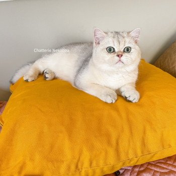 chat British Shorthair blue sunshine shaded Snow Hoko Chatterie Nekobaa chat British Shorthair blue sunshine shaded Snow Hoko Chatterie Nekobaa