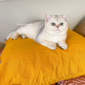 chat British Shorthair blue sunshine shaded Snow Hoko Chatterie Nekobaa