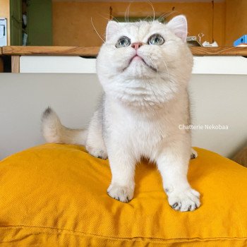 chat British Shorthair blue sunshine shaded Snow Hoko Chatterie Nekobaa