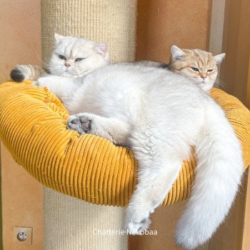 chat British Shorthair blue sunshine shaded Snow Hoko Chatterie Nekobaa