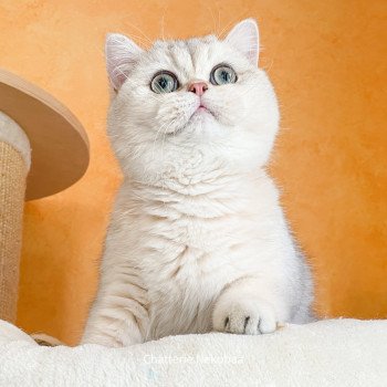 chat British Shorthair blue sunshine shaded Snow Hoko Chatterie Nekobaa chat British Shorthair blue sunshine shaded Snow Hoko Chatterie Nekobaa